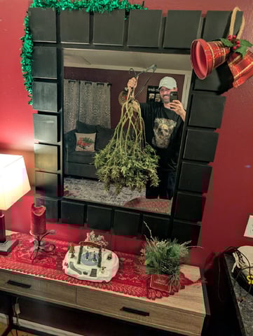 Golden Goat — flower, day 44