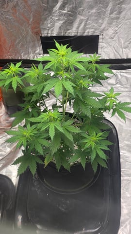 Beginner - My first grow has been an incredible experience so far! — flower, day 41