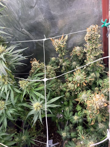 first grow in new 2x2 — flower, day 98