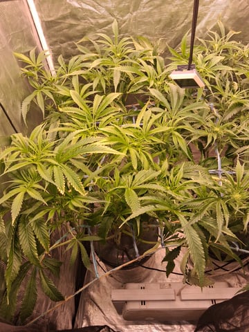 Blueberry OG Kush — flower, day 4