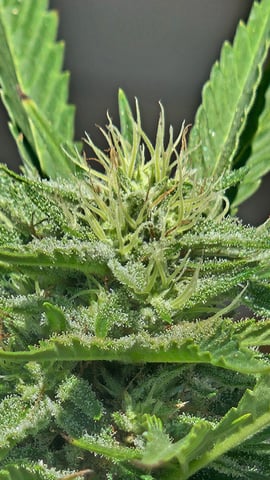 Alaska Thunder Fuck outdoors — flower, day 127