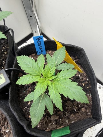 Midsummer Outdoor — vegetative, day 13