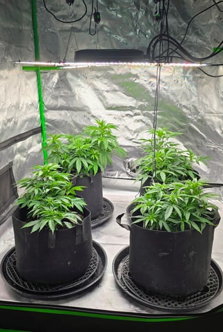 This grow may be interesting! — vegetative, day 77