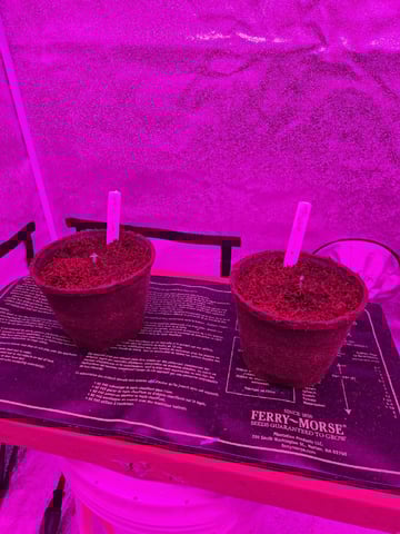 1st Ever Grow — germination, day 6