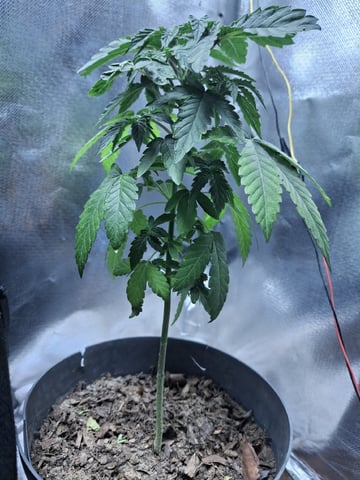 1st Grow - ROYAL MOBY (indoor)(photop.) — vegetative, day 59