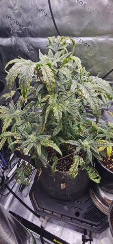 grape stomper — flower, day 9