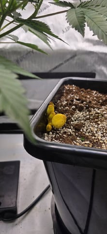 Lime Rian. — flower, day 45