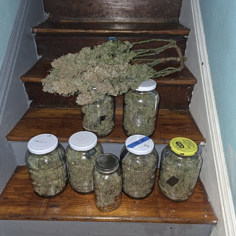 Hazy Daze — harvest, day 132