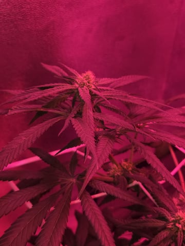 first grow second plant  — flower, day 78