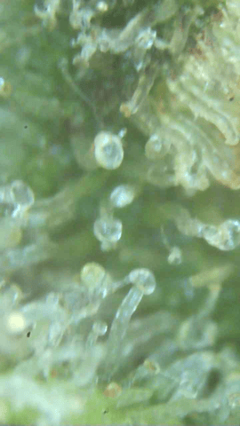 First Legal Grow — flower, day 141