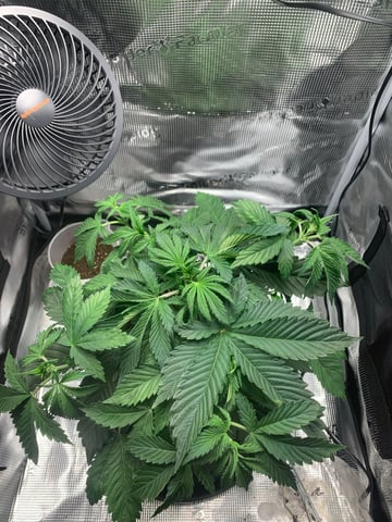 Blackberry Moonrocks (First Grow) — vegetative, day 5