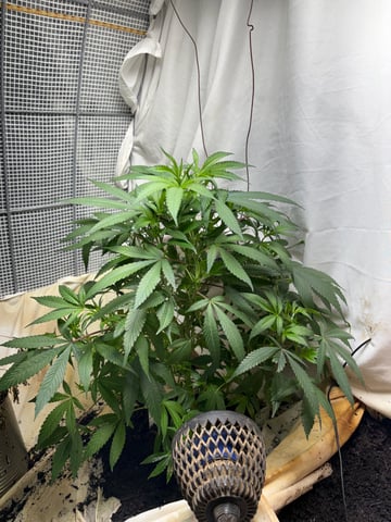 Maria — vegetative, day 29