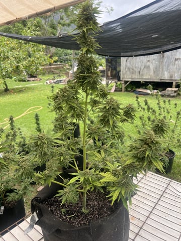 Gorilla Glue