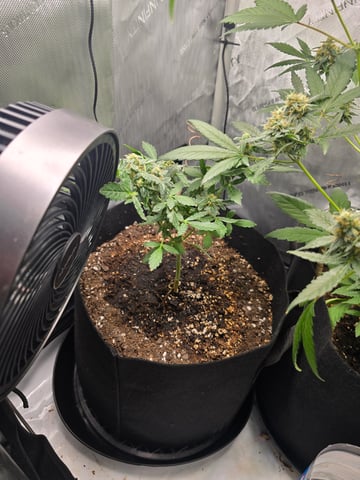 Durban Poison — flower, day 79