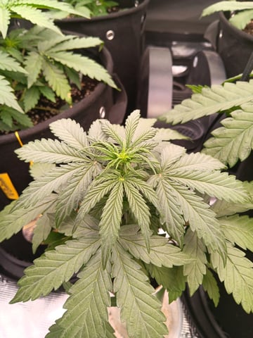 Pickle Rick — vegetative, day 12