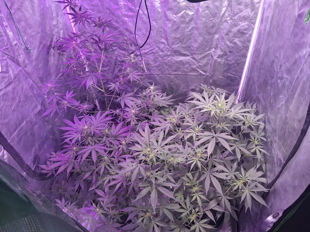 first auto grow — flower, day 47