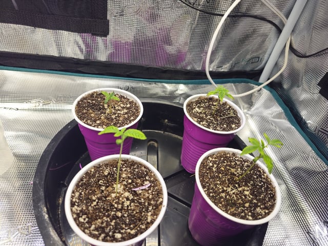 Crushberry Sugar — vegetative, day 14