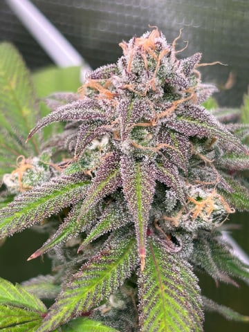 Blue Dream Feminized  — flower, day 151