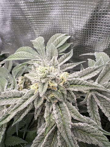 Grow #2 2x2x4