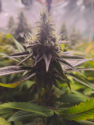 scrog from cut.  — flower, day 72