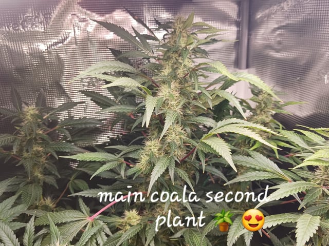 9lbhammer feminized  — harvest, day 77