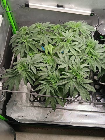 fruity pebbles, cap junky — vegetative, day 54