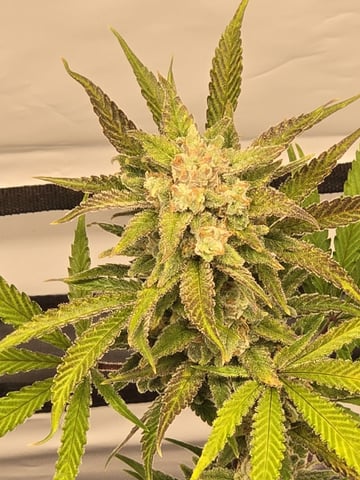 GDP auto 3X5 tent — flower, day 116