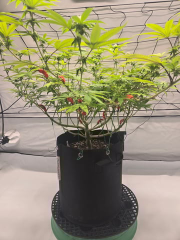 2nd Grow 3x5 tent — flower, day 101
