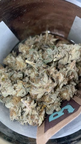 LSD feminized — done, day 137