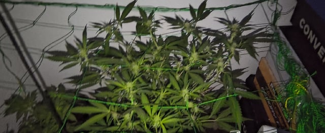 pineapple Express  — flower, day 1