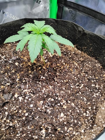 first indoor — grow_setup, day 1