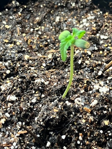 My First Grow — vegetative, day 16