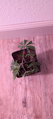 FKAFL — vegetative, day 14