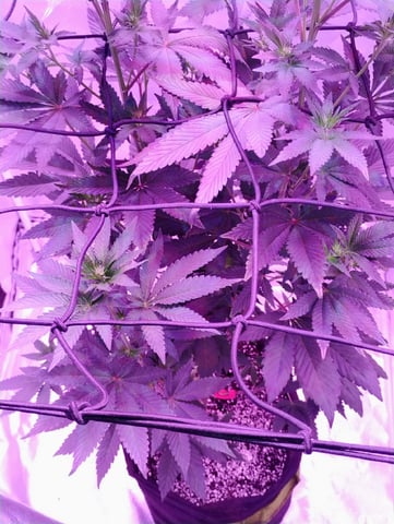 CountryG  — flower, day 102