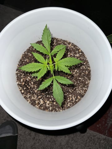 •Freedom Grow• — seedling_rooting, day 25