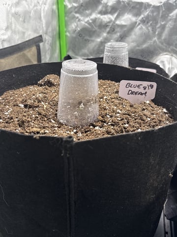 Blue Dream Auto — germination, day 1