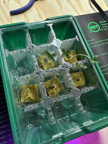 First grow — seedling_rooting, day 1