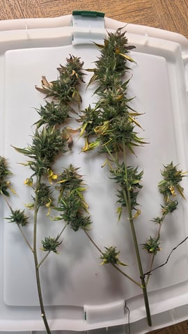 Beginner - My first grow has been an incredible experience so far! — harvest, day 92