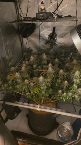 ethos genetics  — flower, day 112