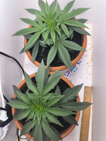 unknown strain 1st grow — vegetative, day 17