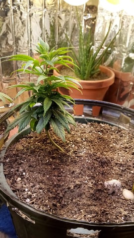 Jack hearer/Jack the ripper? — vegetative, day 72