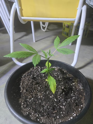 cherry pie  — vegetative, day 18