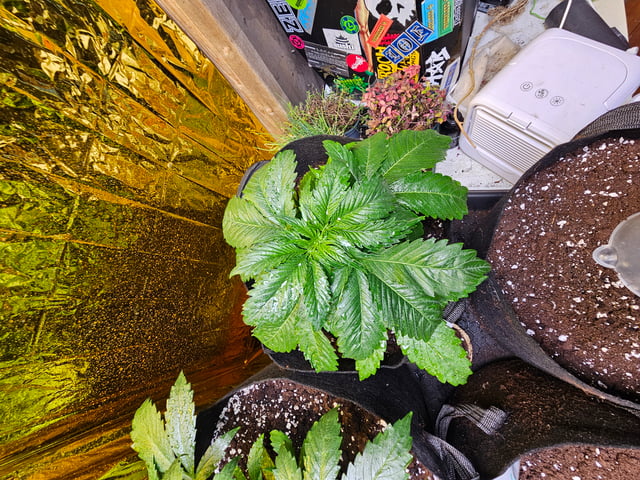 skywalker haze — grow_setup, day 22