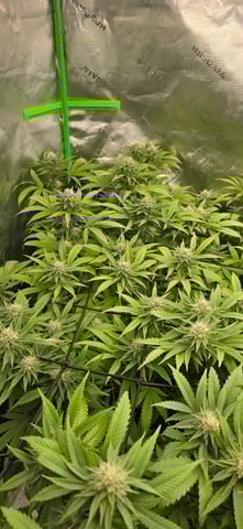 Attack Of The Clones — flower, day 62