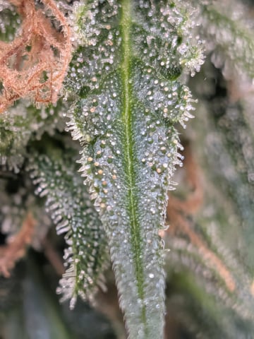 Zkittlez (Auto) — flower, day 111