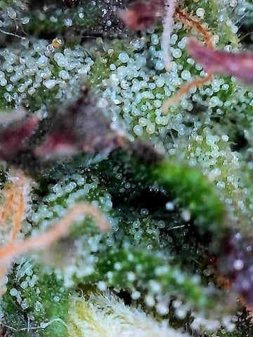 trying some bag seeds — flower, day 72