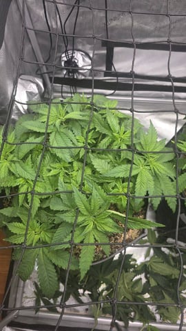 Original 1990 genetics  — vegetative, day 55
