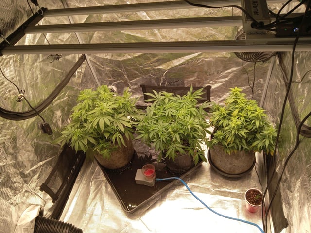 Blueberry critical kush x purple peyote wifi  and one L.a kush cake . — flower, day 36