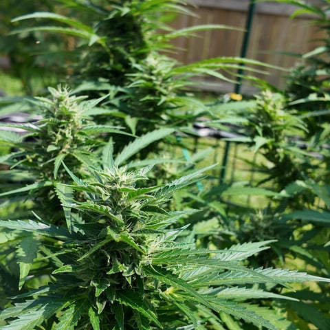 Keepers OG Auto — auto, day 12