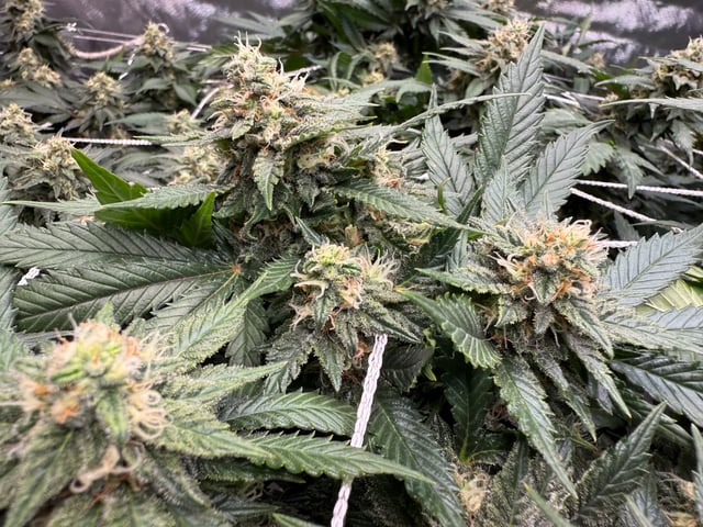 Green Gelato — flower, day 87